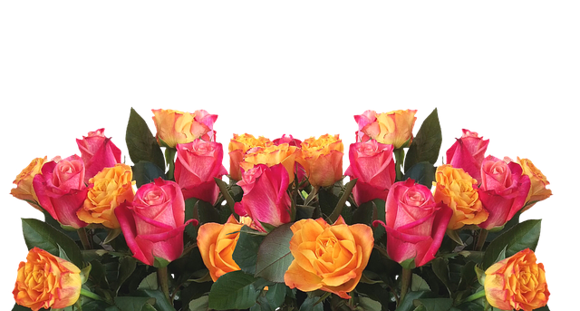 růže
