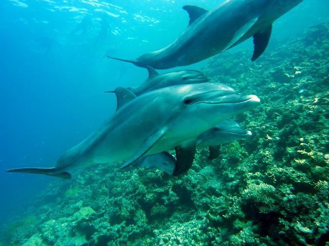 delfíni u útesu