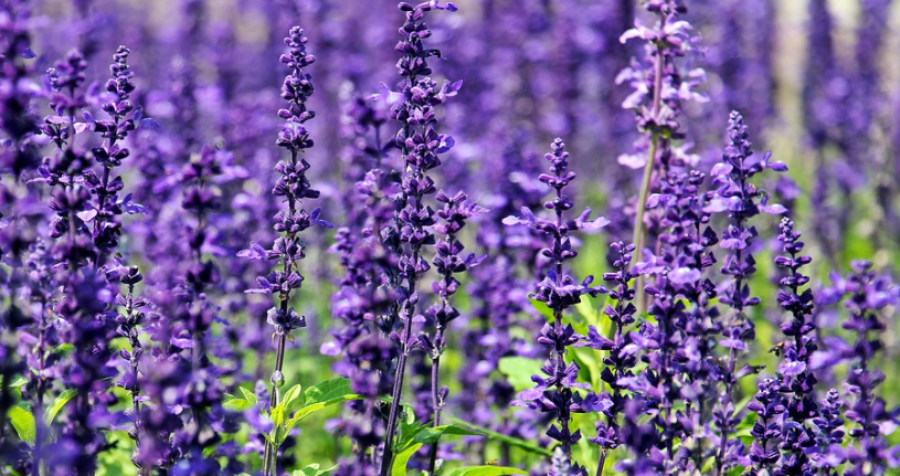 Levandulové pole v Provence